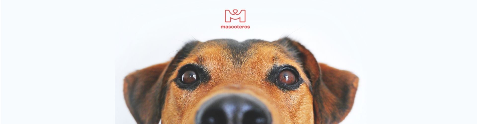 Mascoteros: Primer Marketplace español del sector mascota